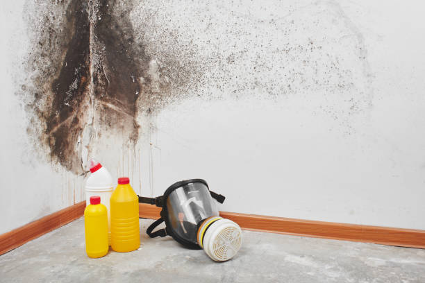 Harper Woods, MI Mold Removal Company