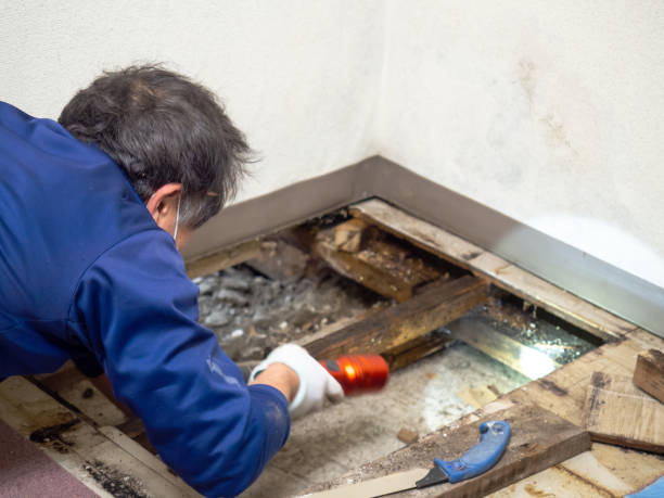 Best Black Mold Removal  in Harper Woods, MI