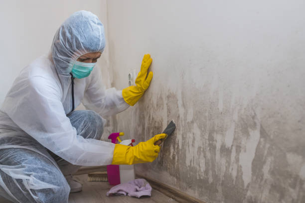 Best Residential Mold Removal  in Harper Woods, MI