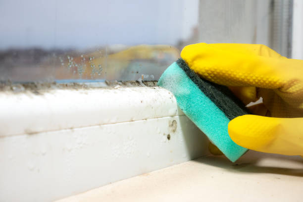 Best Office Mold Removal Services  in Harper Woods, MI