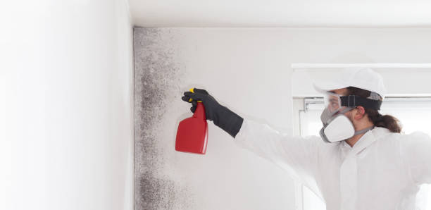 Best Certified Mold Removal  in Harper Woods, MI