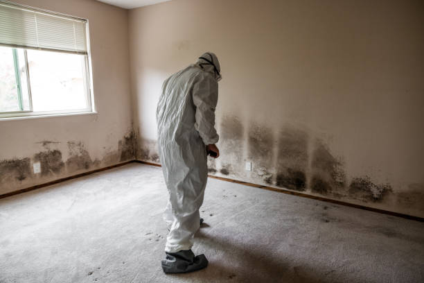 Best Office Mold Removal Services  in Harper Woods, MI