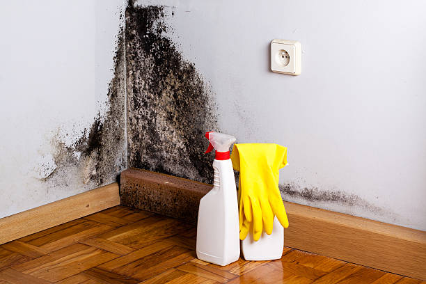 Best Mold Remediation  in Harper Woods, MI