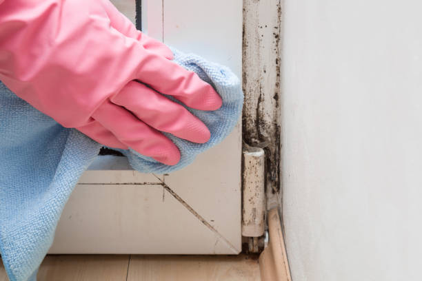 Home Mold Removal in Harper Woods, MI