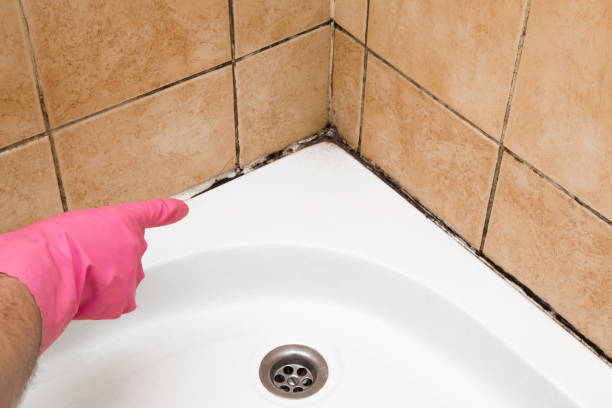 Best Professional Mold Removal  in Harper Woods, MI