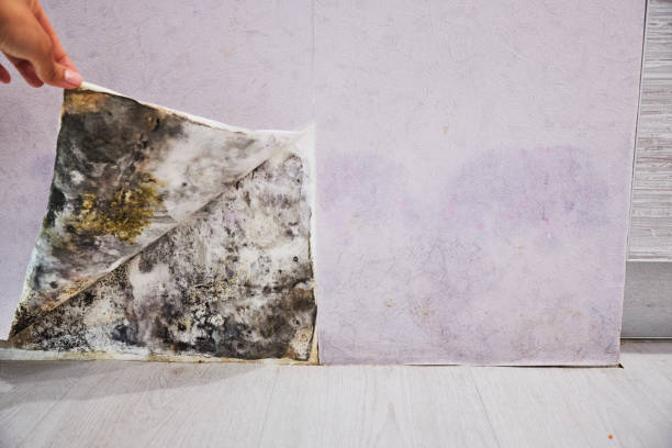 Best Toxic Mold Removal  in Harper Woods, MI